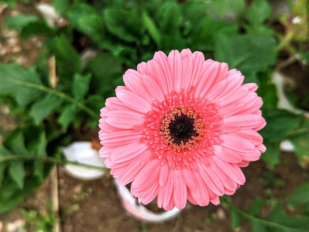 Una flor de gerbera rosa con un centro negro