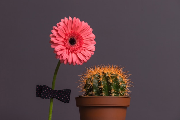 Flor gerbera rosa com um laço na haste ao lado de um cacto em um vaso marrom. O conceito de relacionamento, amizade, amor em um casal.