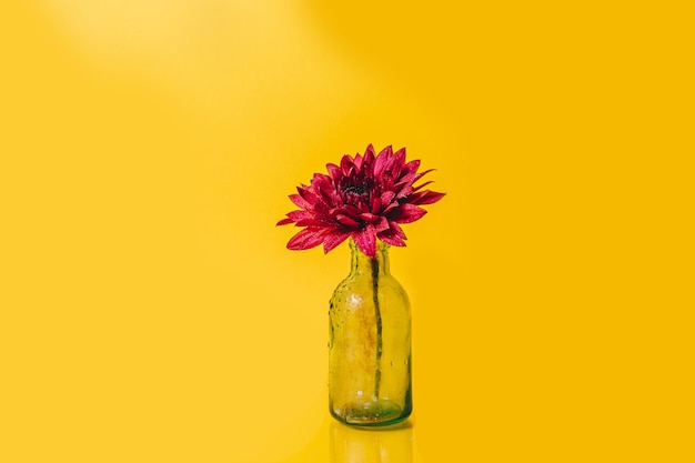 flor gerbera rosa em orvalho em um frasco de vidro em um fundo amarelo
