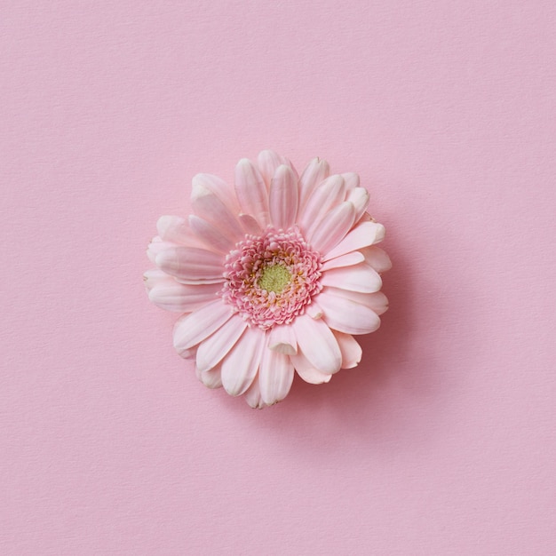 Flor gerbera rosa em um conceito de flor de fundo rosa