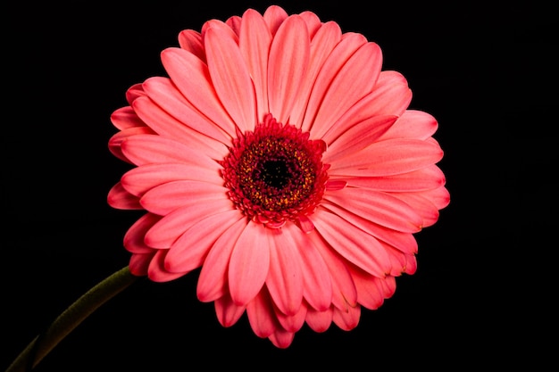 Flor gerbera rosa isolada em fundo preto