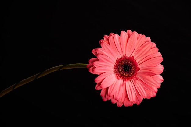 Flor gerbera rosa isolada em fundo preto