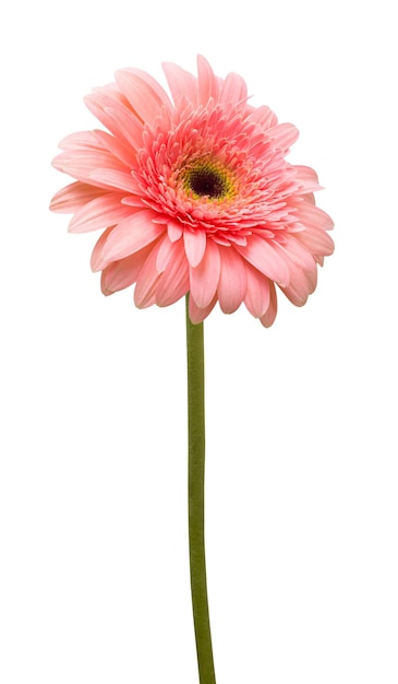 Flor gerbera rosa isolada no fundo branco