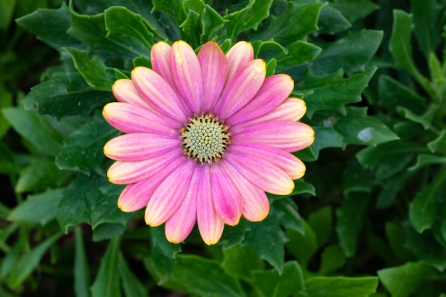 flor de gerbera rosa en el jardín con fondo de hoja verde