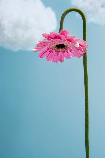 Foto flor de gerbera rosa con nubes