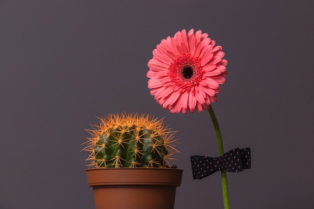 Flor de gerbera rosa con pajarita y cactus