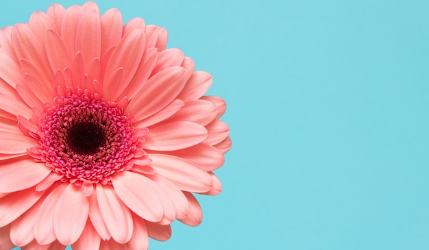 Flor de gerbera rosa sobre fondo azul. Copie el espacio, llanamente.