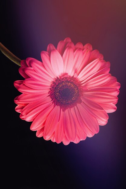 Flor de gerbera rosa sobre fondo negro con reflejos de color