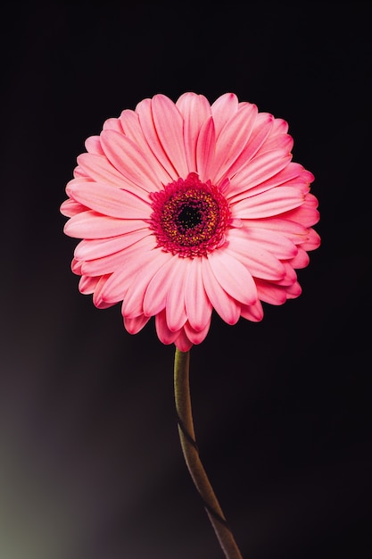 Flor de gerbera rosa sobre fondo negro con reflejos de color