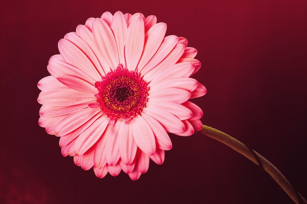 Flor de gerbera rosa sobre fondo negro con reflejos de color