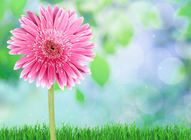 Flor de gerbera rosa sobre fondo