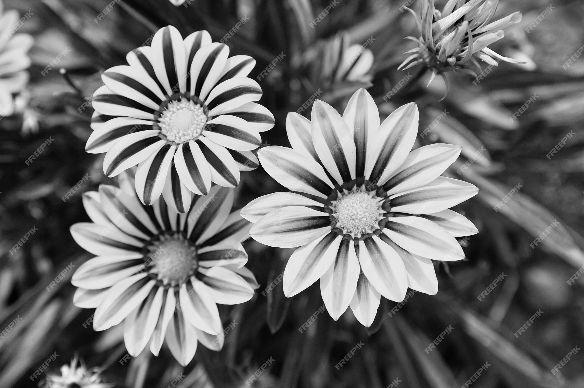 Flor de gerbera sobre fondo natural borroso flores de gerbera en el jardín  de verano flores florecientes con pétalos amarillos y rojos naturaleza y  medio ambiente diseño y tienda floral | Foto