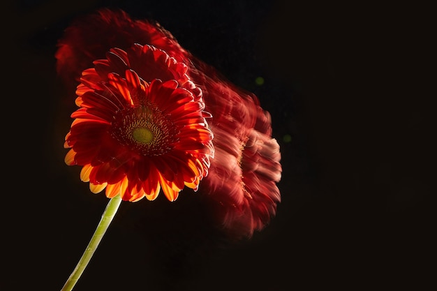 Flor de gerbera sobre fondo negro. Copia espacio