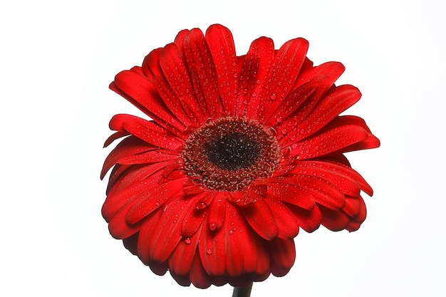 Flor gerbera vermelha/flor vermelha linda de verão, conceito de cheiro de aroma