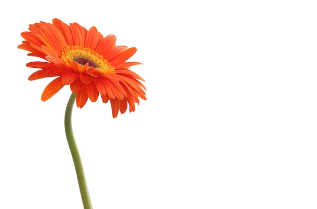 Flor gerbera vermelha isolada