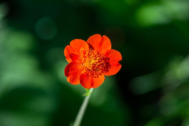 Flor de Geum naranja sobre un fondo verde en una fotografía macro de un día soleado de verano