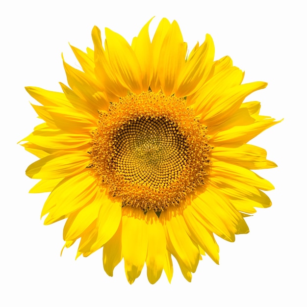 Flor de girasol aislado en un blanco con trazado de recortexA