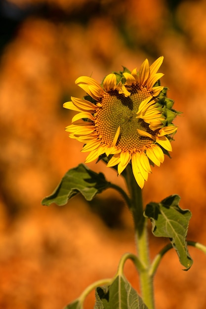 Una flor de girasol amarilla brillante florece en el campo Enfoque selectivo