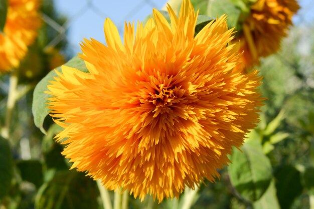 Foto flor de girasol amarilla