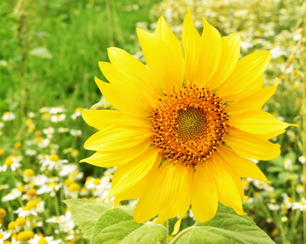 una flor de girasol amarillo en un campo con primer plano de flores de Margarita.