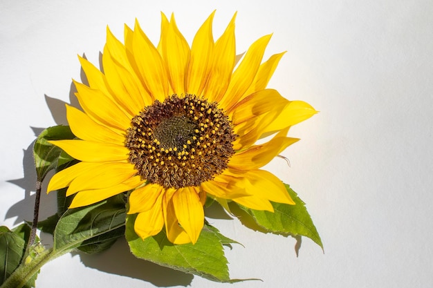 Flor de girasol Cerca el hermoso girasol Copiar el espacio