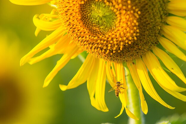 flor de girasol de cerca