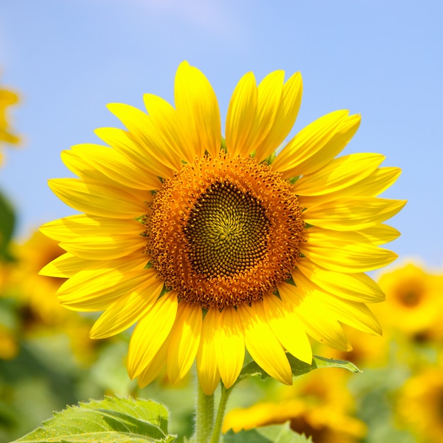 Flor de girasol de cerca