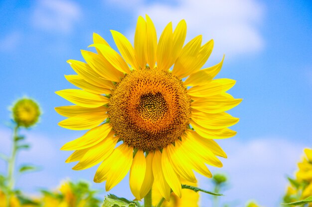 Flor de girasol en el cielo azul de cerca