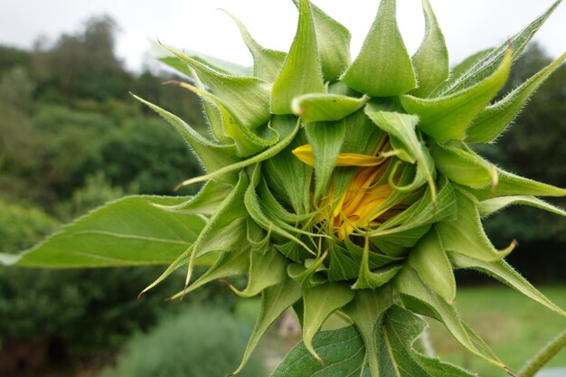 flor de girasol cultivo de girasol gigante Proceso de floración del girasol en el jardín del patio trasero