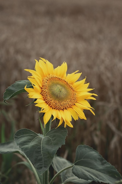 Flor de girasol en un día nublado sobre un fondo de trigo