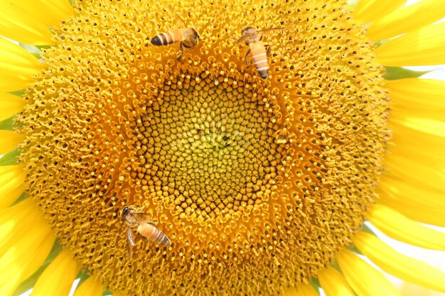 Foto flor de girasol en flor con primer plano en el polen y las abejas chupando el néctar