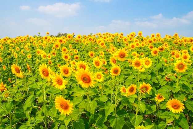 Flor de girasol y fondo de cielo azul de verano