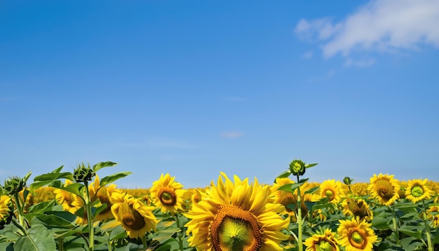 Flor de girasol en el jardín con espacio de copia