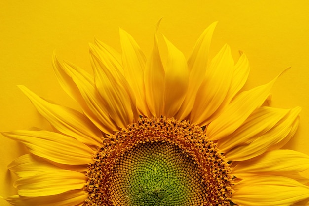 Flor de girasol macro sobre fondo amarillo