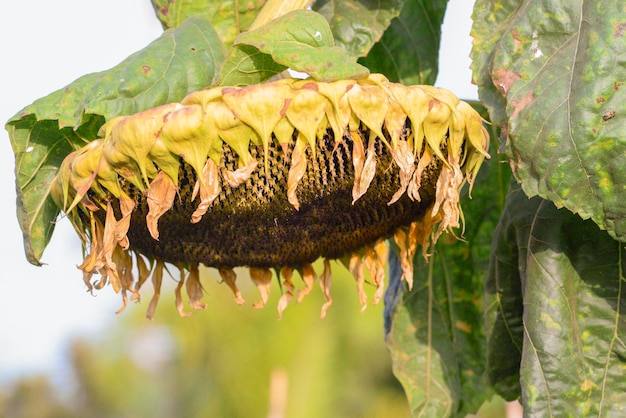 Flor de girasol con semillas maduras en el campo cerca del enfoque selectivo