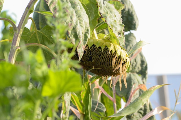 Flor de girasol con semillas maduras en el campo enfoque selectivo paisaje rural ucraniano