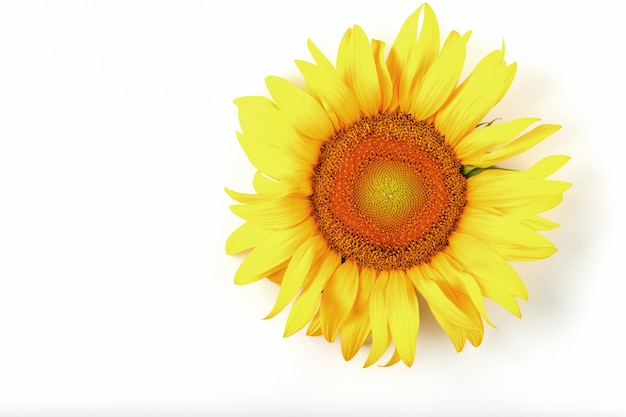 Flor de girasol sobre un blanco