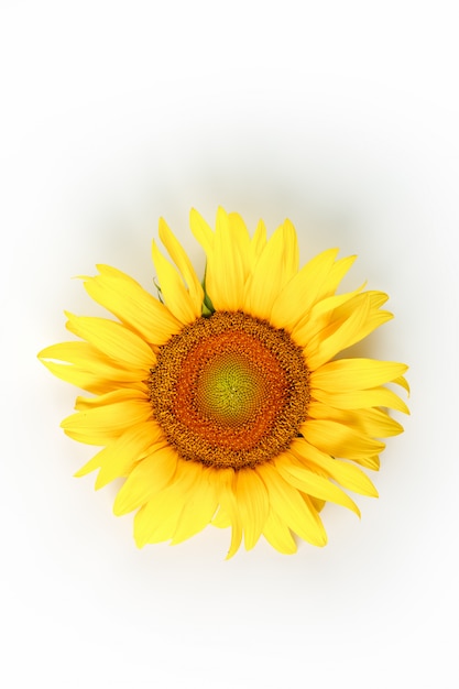 Flor de girasol sobre un blanco