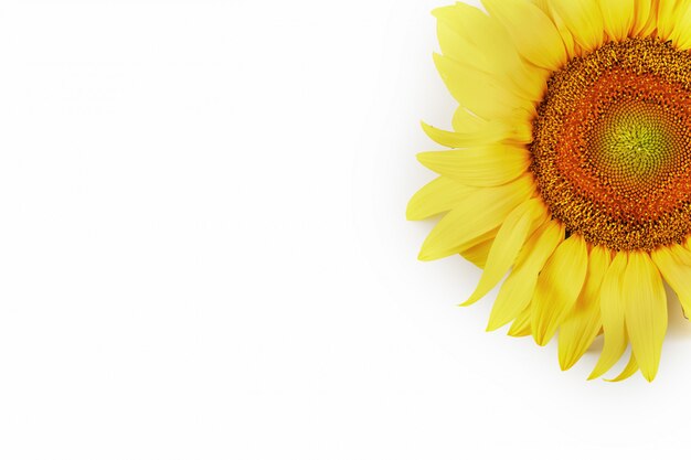 Foto flor de girasol sobre un blanco