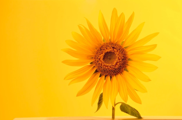 flor de girasol sobre fondo amarillo