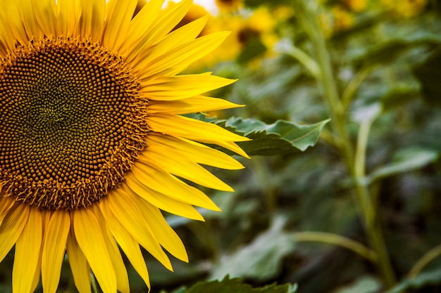 Flor de girasol en un verde