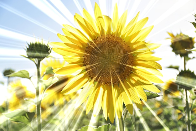 Una flor de girasol vierte la luz del sol contra un cielo azul y nubes blancas Abstracción