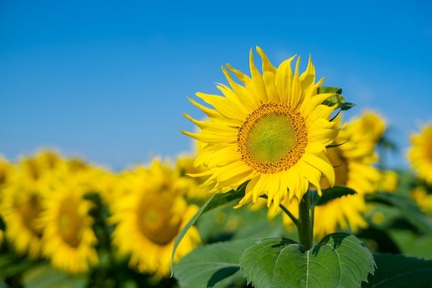 Flor de girasol