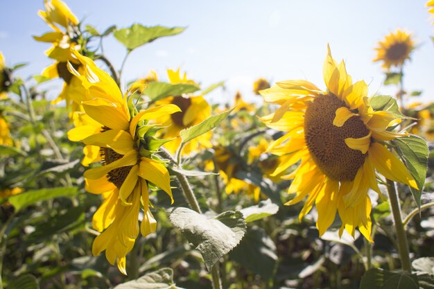 Flor de girasoles en el campo de verano