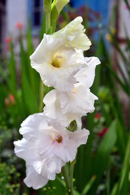 Flor de un gladiolo blanco en parterres jardín