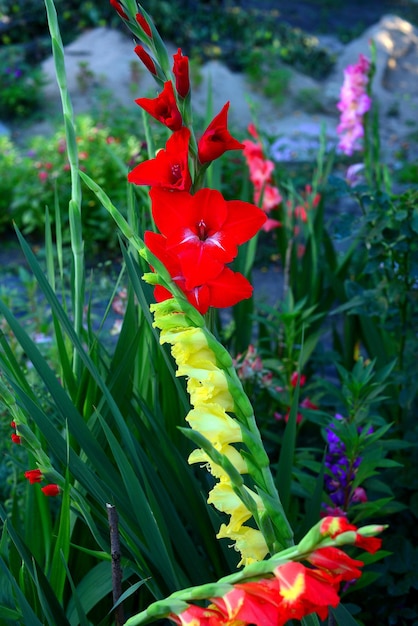 Flor de un gladiolo rojo en parterres en el jardín