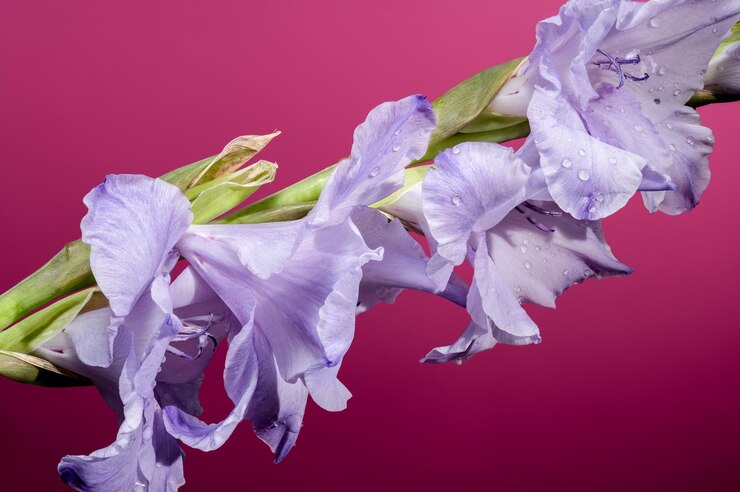 Foto la flor de gladiolus blue frost en un fondo rosado