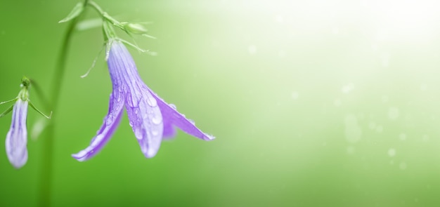 Flor de globo bellflower sobre fondo verde Concepto de primavera