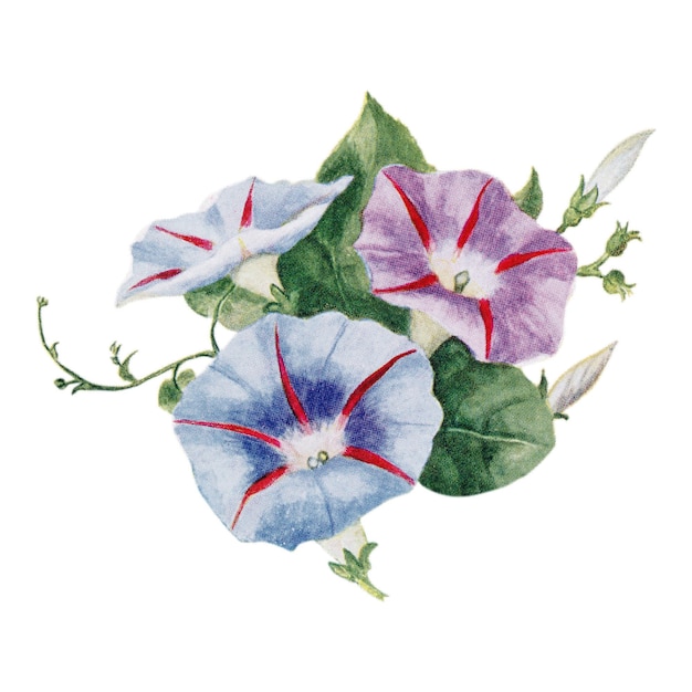 Flor de la gloria matinal pegatina png acuarela ilustración mejorada digitalmente de nuestra propia copia original de La puerta abierta a la independencia 1915 por Thomas E. Hill