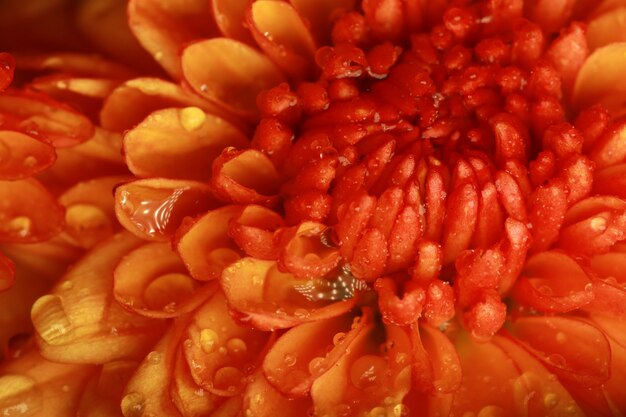 Flor de gota de agua dulce húmeda amarillo anaranjado en la lluvia